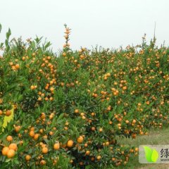 宜昌柑橘大量上市 货源充实 价格合理