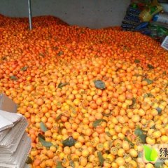 临猗开始大量上市 货源充足 0.3-0.4元/斤