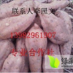 雁江徐薯18号红薯个头光滑 无虫眼