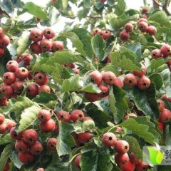 山东费县大金星山楂名优产品