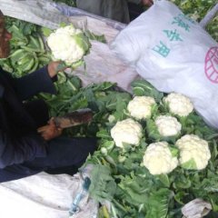 山东莱西雪玉菜花产销两旺