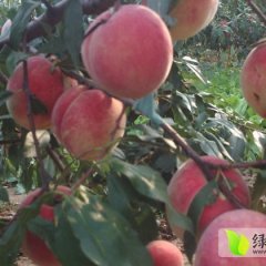 莱西蜜桃个头大 品质好 色泽美