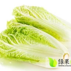 鹿邑大量种植娃娃菜 欢迎前来收购