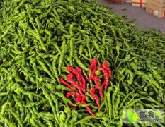 青州辣椒价格低 交易量大 种类繁多