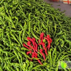 青州辣椒价格低 交易量大 种类繁多
