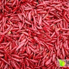 通许三樱椒辣椒保证货源 质优价廉