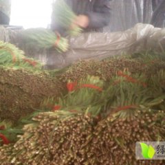 乐亭韭菜现已上市 质量好 价格实惠