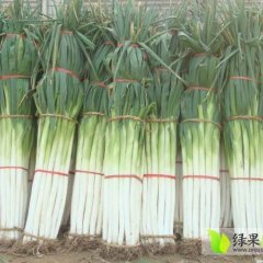 费县大葱已大量上市 粗细均匀 葱白长