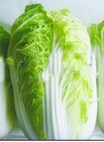 海安优质白菜大量供应 绿色无公害