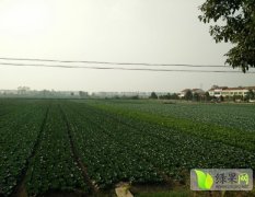 嘉鱼潘湾何文10月青杂品种白菜