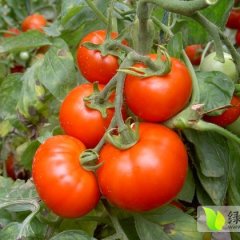 莘县以色列西红柿皮厚色匀 上货量大