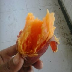 山东红薯种植基地大量供应地瓜红薯