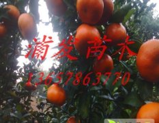 桂林柑橘果皮光亮 品质上等