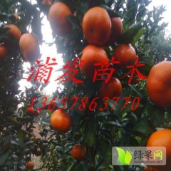 桂林柑橘果皮光亮 品质上等