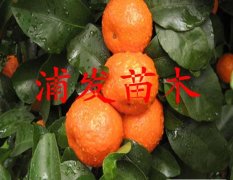 广西沙糖桔柑橘果肉爽脆 汁多化渣 味清甜
