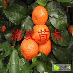 广西沙糖桔柑橘果肉爽脆 汁多化渣 味清甜