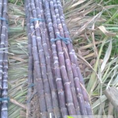 龙州甘蔗大量上市 节长脆甜 无虫咬