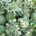 怀远西瓜皮薄汁多 绿色健康无公害