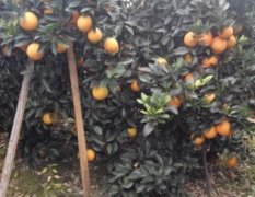 永州有大量优质脐橙已成熟上市 价格公道
