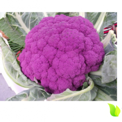 许昌紫花菜上市了 色泽艳丽 营养丰富 味美爽口