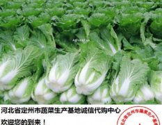 定州白菜供应量特别大 质优价廉 无公害