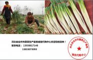 定州供应大量的优质大葱 欢迎前来收购
