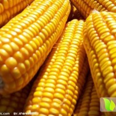 菏泽现大量新玉米上市 货源充足