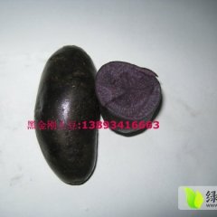 兰州 定西 张掖供应黑金刚土豆
