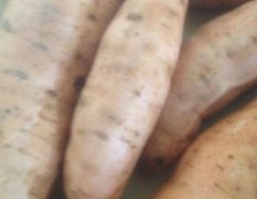 玉田431红薯外表光滑 薯型匀溜 口感甜脆