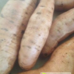 玉田431红薯外表光滑 薯型匀溜 口感甜脆