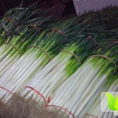 费县万亩铁杆大葱已上市 欢迎来考察收购