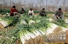 山东大葱已陆续上市 质量好 货量大
