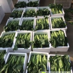 汕头代理代购各种新鲜四季蔬菜 望来洽谈