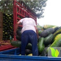 2014长葛冬瓜价格波动不大