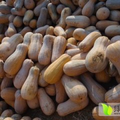 河南密本南瓜瓜表面光亮 肉厚质紧小腔心