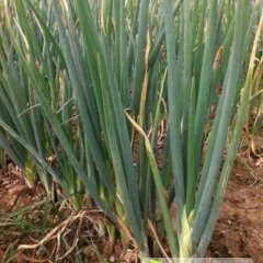 山东巨野章丘大葱著名品牌