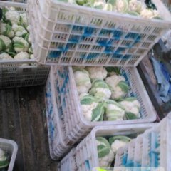 莱西雪岭菜花质量好 货量大 价格便宜