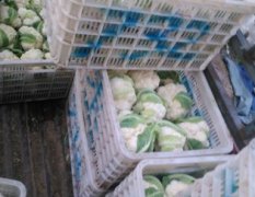 莱西雪岭菜花质量好 货量大 价格便宜