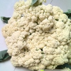 河南浚县白面青梗松花菜菜花假一赔十