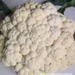 浚县菜花随行就市,屯子王先生诚信合作