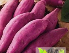 尉氏大马田明强10月紫薯红薯