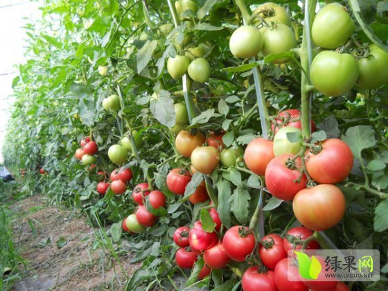 以色列西红柿价格