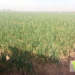 山东冠县章丘大葱上货量大