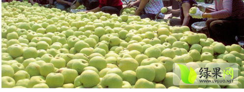 蒲城梨火热上市,原任王森虎诚信合作