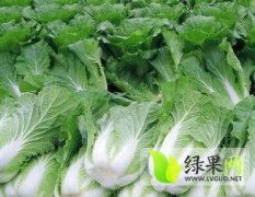 砀山县程庄镇大量供应优质大白菜