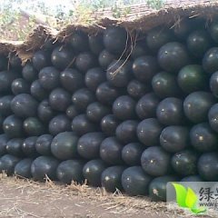 江苏大丰周鹏虎10月子弹头黑皮冬瓜