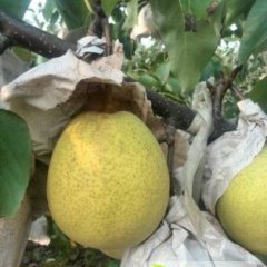 蒲城龙阳吴朋10月长巴梨