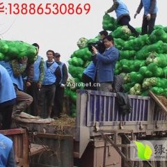 嘉鱼《甘蓝》包菜，圆包大量上市.品种齐全