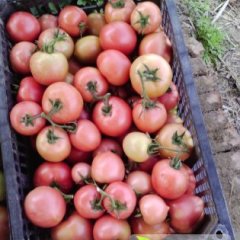 辽宁南票硬粉西红柿价格适宜