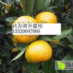 南丰沙糖桔价格行情平稳,白舍唐玉林诚信合作